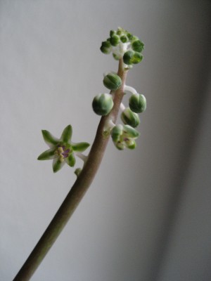 ledebouria blüte.jpg