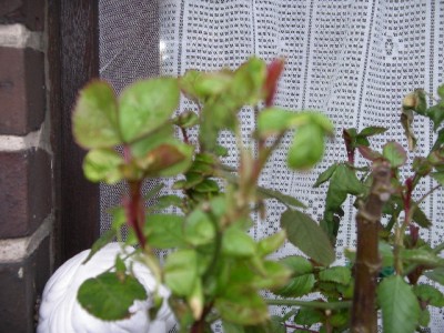 IMGP4094.JPG
