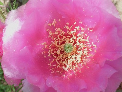 Opuntia basiliaris, Blüte, 06.08.JPG