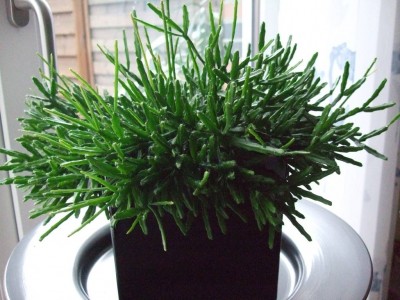 DSCF0263.jpg