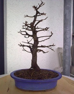hainbuche3.jpg