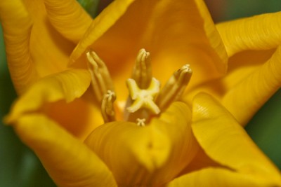 Tulpe2.jpg