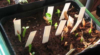 Plumis und Wüstis.jpg