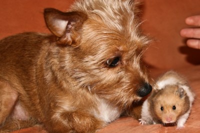 Chica&amp;Bianca.jpg