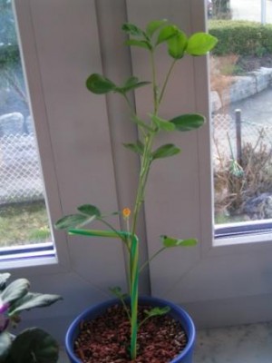 2009-03-24 Erdnussblüte 061.JPG