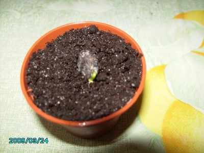 PICT0660.JPG