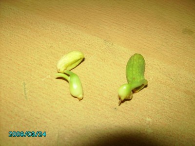 PICT0650.JPG