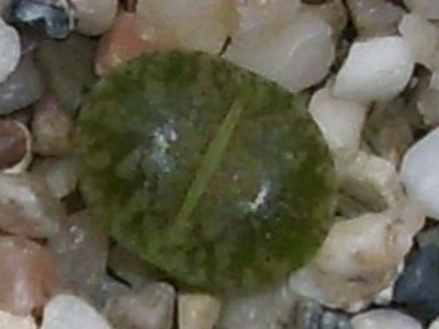 DSCI0006 l.jpg
