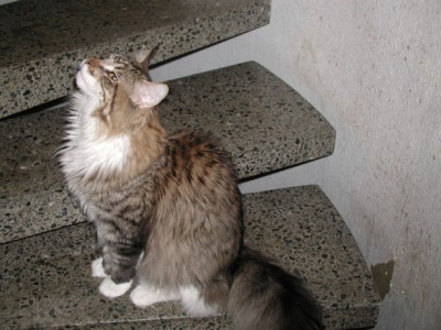 Monti 25.2.09 14.jpg