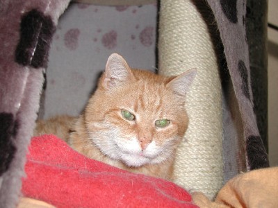 Gafi 25.2.09 1.jpg