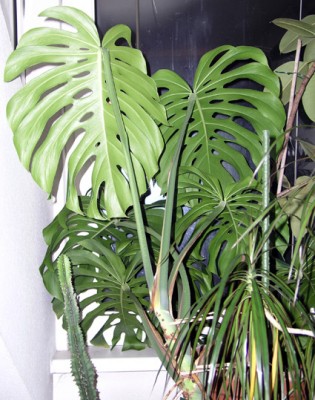 P3240283---Fensterblatt.jpg
