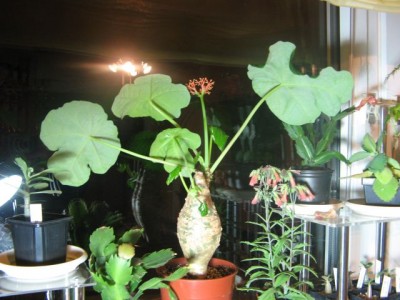 Jatropha24309.jpg