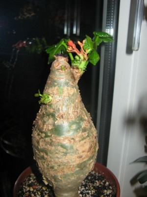 Jatropha5309.jpg
