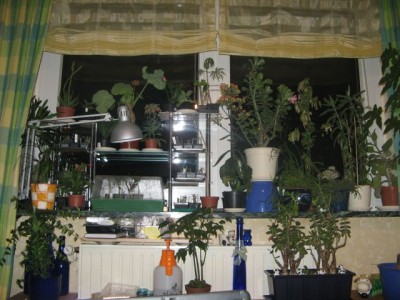 Fenster1.jpg