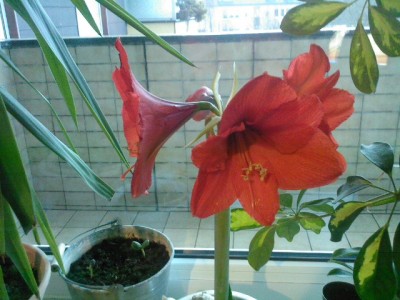 Foto0001A.jpg