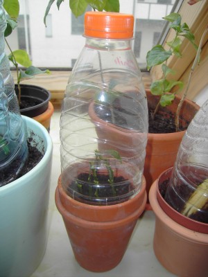 Clementine_09-03-23 (2).jpg