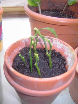 Clementine_09-03-23 (1).JPG