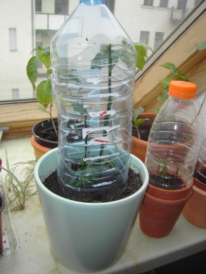 Kumquat_09-03-23 (2).jpg