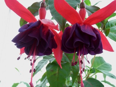 ga fuchsien rot blau 4.JPG