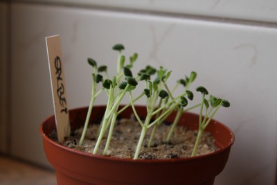 Salbei - 25.03.2009 - 2.jpg