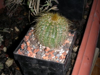 dscn9171_1.jpg