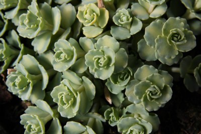 Sedum sieboldii medio variegata - 19.03.2009 - 1.jpg