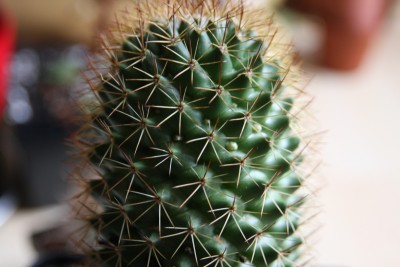 Mammillaria backebergiana Blütenansatz - 25.03.2009 - 2.jpg