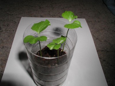 Gran25.03.09.jpg