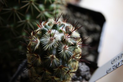 Mammillaria microhelia - 25.03.2009 - 2.jpg