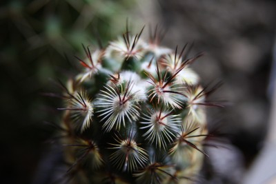 Mammillaria microhelia - 25.03.2009 - 1.jpg