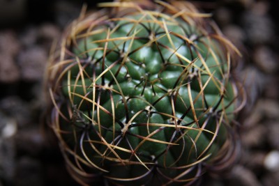 Matucana aureiflora - 25.03.2009 - 1.jpg