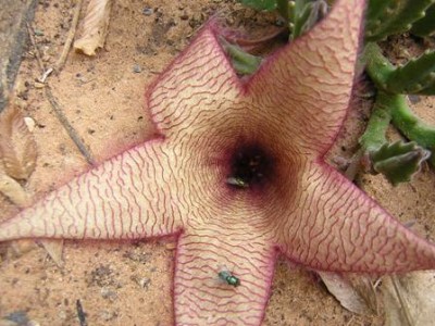 Stapelia.jpg