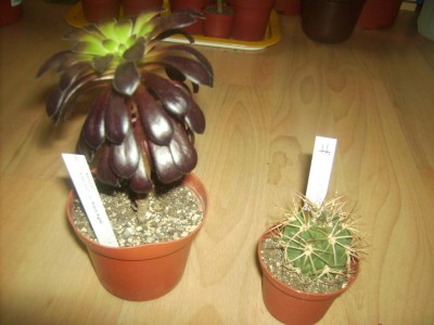 PICT0036.JPG