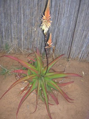 Aloe in Blüte.jpg