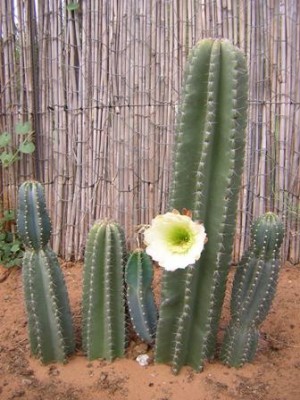 Kaktus-Blüte.jpg