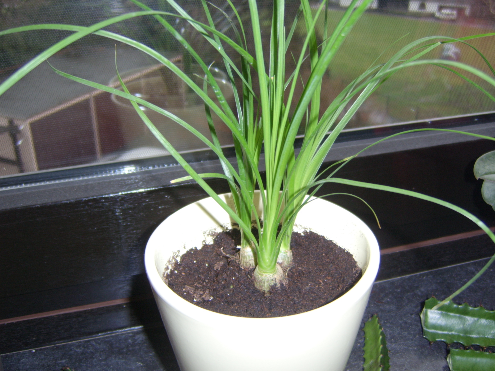 Elefantenfe trennen?  Samen & Anzucht & Vermehrung  GREEN24 Pflanzen &  Garten Forum