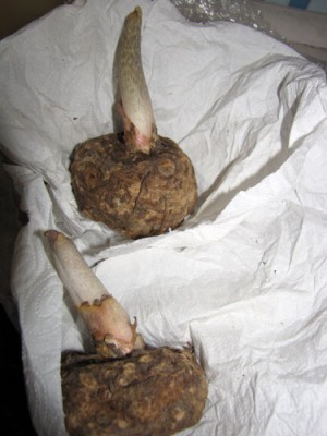 typhonium.jpg