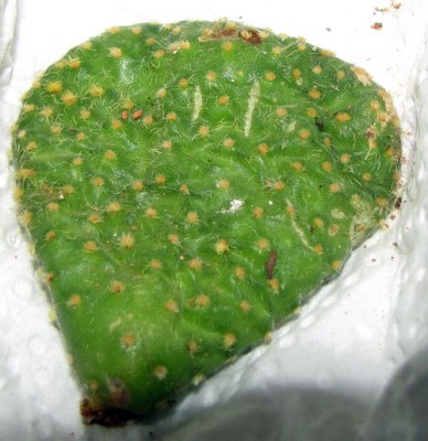 opuntia_microdasys.jpg