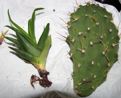 opuntia_aloe.jpg