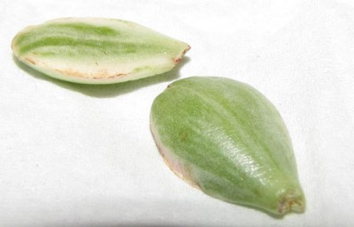crassula_variegata.jpg