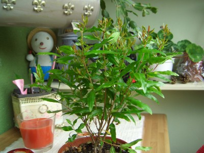 Balkon 30.7.08 025.jpg