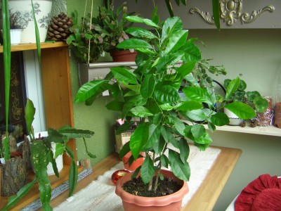 Balkon 30.7.08 022.jpg