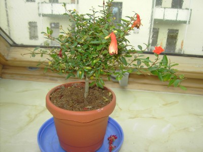 Granatapfel_08-07-11 (1).JPG