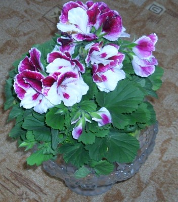 Duftpelargonie.JPG
