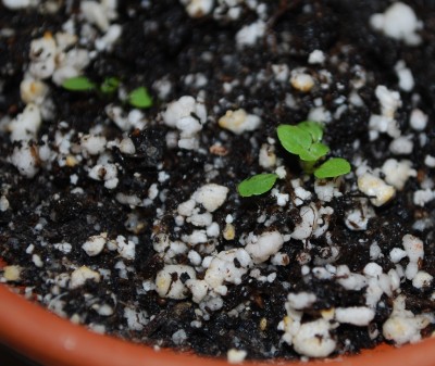 Stevia.jpg