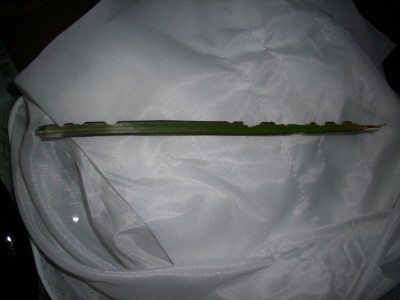 DSCI0698.JPG