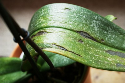 Cameleonorchidee2.jpg
