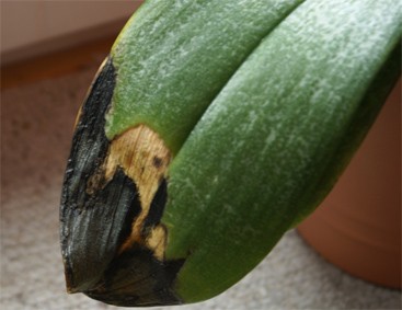 Cameleonorchidee1.jpg
