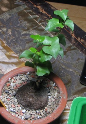 Dioscorea elephantipes.jpg