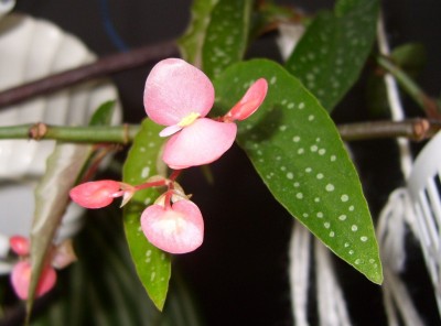 DSCI0006 - Kopie.JPG